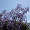 0105 Ook zijn er prachtige bomen in Palermo